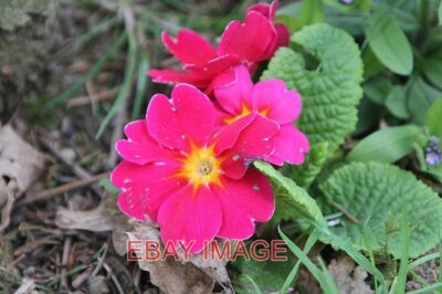 FOTOBLUME PRIMULA 2