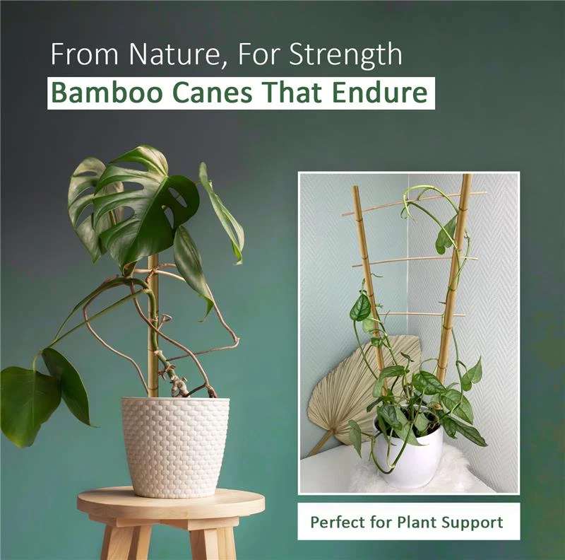2ft-6ft Heavy Duty Bamboo Canes Strong Garden Sticks Plant Support Outdoor Use - Image 3 of 4