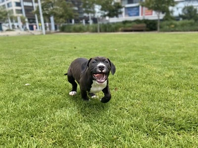 gumtree basset hound
