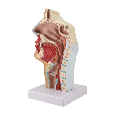 Nasenhöhle Hals Anatomie Modell Mensch Anatomischer Rachen Kehlkopf Modell für4747