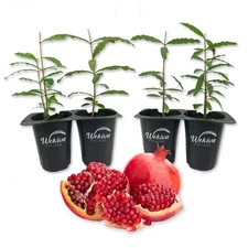 Pomegranate Tree - 4 Live Starter Plants - Edible Fruit Bearing Tree for The...