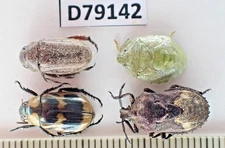 D79142. Insects, Beetles. Mix insects sp. Vietnam, Nghe An. Nice!!!!!!