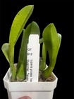 Liparis grossa Liparis Potted Flowering Orchid Orange Flowers Taiwan Origin — photo 3