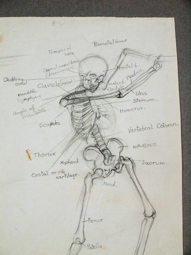 Margaret Hawkes. 2 Seiten Anatomische Zeichnungen, ca. 50er Jahre. Cricketspieler + sitzend. - Bild 4 von 4