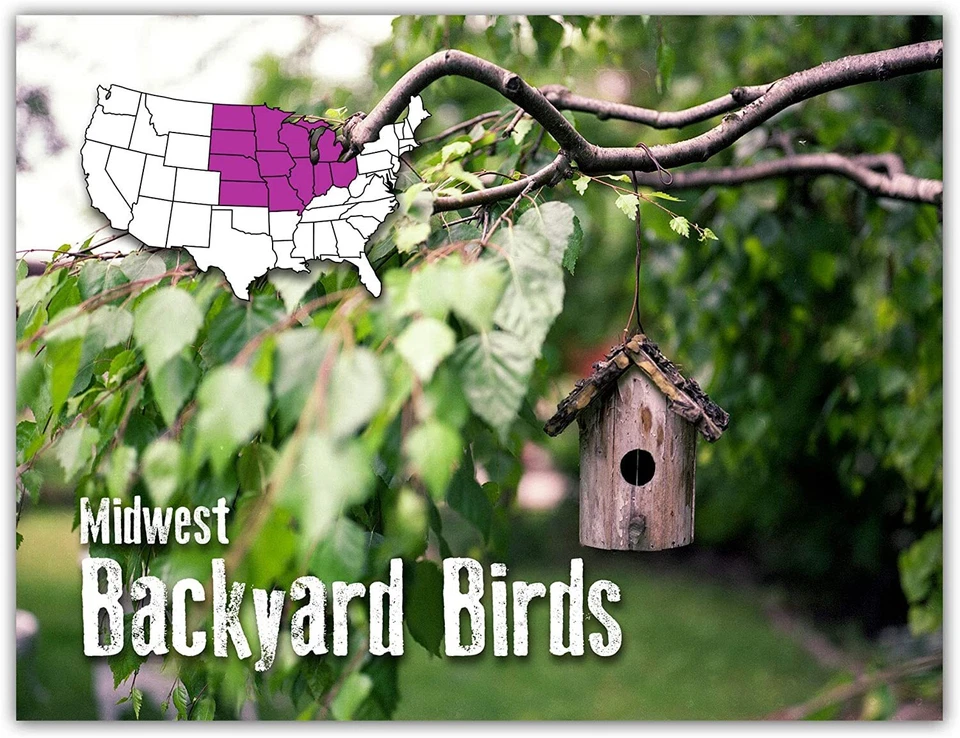 Tarjetas y tarjetas de identificación Midwest Backyard Bird - en blanco por dentro - 5,5"x4,25"-12 o 24 paquetes Foto 2 de 4