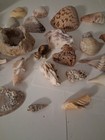 Sea Shell, Coral, Star Fish +++ Lot — photo 4