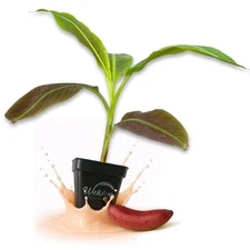 Bordelon Banana Tree - Live Plants in 3 Inch Growers Pots - Musa Bordelon