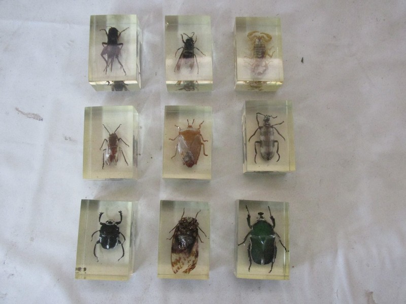 Vintage Bug in Ice Cube Party Prank Bar Joke Funny Gag Insect Bee