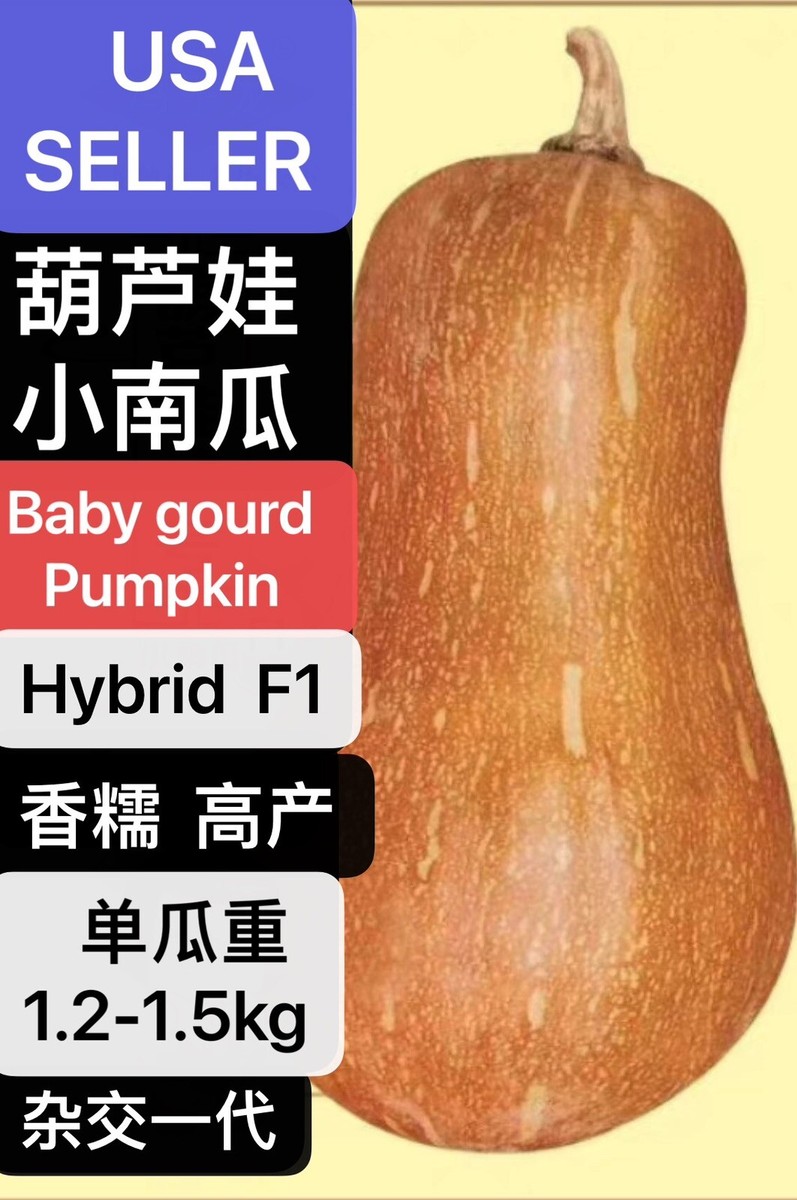 10PCs baby gourd pumpkin Huluwa Pumpkin seeds 10粒葫芦娃小南瓜种子