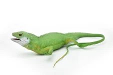 Iguana, Museum Quality Plastic Replica  22"  ~  F7059-B236