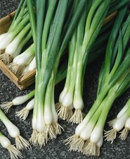 250 White Lisbon Onion Seeds - Scallion / Bunching - Non-GMO - Heirloom - FRESH