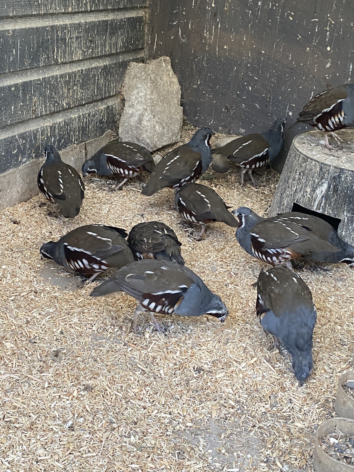 6 Mountain Quail Hatching Eggs eBay