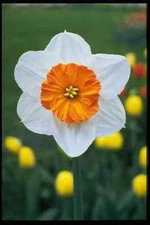 258012 Large cupped Narcissi Professor Einstein A4 Photo Print