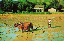 Man and Ox Working Paddy Field Vintage Standard Postcard Unposted