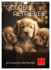Golden Retriever - un chien pour la famille (Calendrier mural 2026 DIN A4 vertic