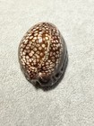 Cypraea (Mauritia) maculifera f. hawaiiensis 60.62mm  |  Hawaii  |  GEM Quality — photo 3