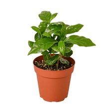 Arabica Coffee Plant • Coffea arabica • Grow Your Own