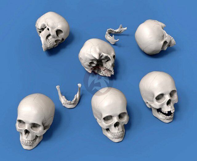 Royal Model 75mm 1/24 Assorted Skulls & Detached Jawbones (6 skulls + 4 jb.) 857