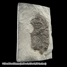 Pentacrinites Crinoid Fossil Whitby North Yorkshire UK Lower Jurassic Toarcian