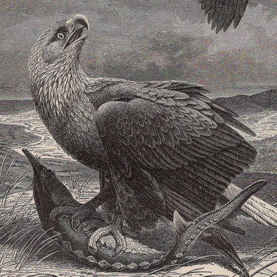 WHITE-TAILED EAGLE - Sea Eagle Catching Prey Scene 1880 Antique Engraving