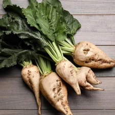 200+  SUGAR BEET SEEDS FRESH HARVEST FOR GARDENS