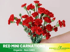 30 Seeds| Red Mini Carnations - Dianthus Flowers Seeds