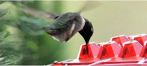 Shirem Hummingbird Feeder Shirem Sweety Hummingbird Feeder Hummingbird Feeder - Picture 9 of 24