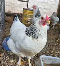 12 Light Brahma Chicken Hatching Eggs