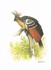 Hoatzin Kukukułki - obraz z nadrukiem artystycznym - 25,5 x 17,5 cm