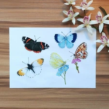 FINE ART PRINT . A4 BUTTERFLY PRINT . BRITISH BUTTERFLY SPECIES . WILDLIFE ART .