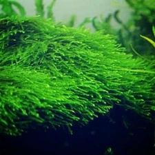 Java Moss "Taxiphyllum Barbieri" Live Aquarium Plants BUY 2 GET 1 FREE