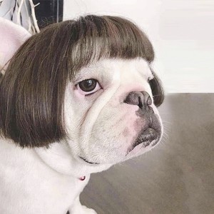 black wig for dog