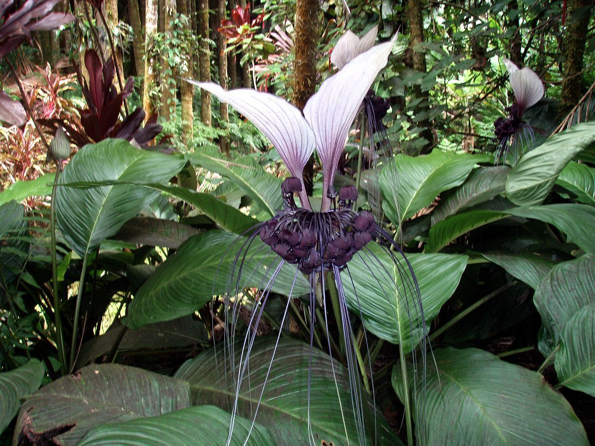 Tacca integrifolia WHITE BAT FLOWER Unusual White and Black Flowers Seeds!