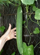 Armenian Cucumbers Yard Long 10 Seeds Organic non-GMO