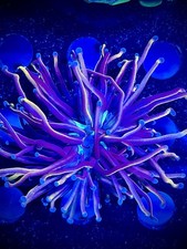 24K torch single head Coral King Wysiwyg live coral frag