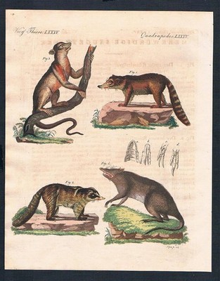 Waschbär Nasenbeutler Dachs bandicoot badger racoon Nasua Bertuch 1800