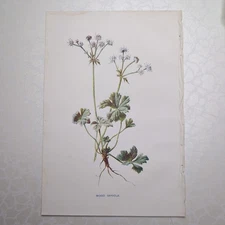 Original 1902 Botanical Print Of Wood Sanicle Familiar Wild Flowers