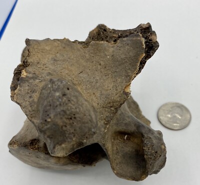 BISON VERTEBRA FOSSIL Pleistocene Bison Buffalo B2A