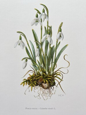 BOTANICAL PRINT WHITE FLOWER   PERCE - NEIGE   GALANTHUS NIVALIS