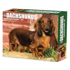 Willow Creek Press,  Just Dachshunds 2026 Desk Calendar, 6.18'' X 5.43'', Daily