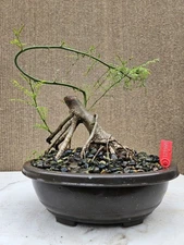 Old Palo Verde Bonsai Tree,,, SALE