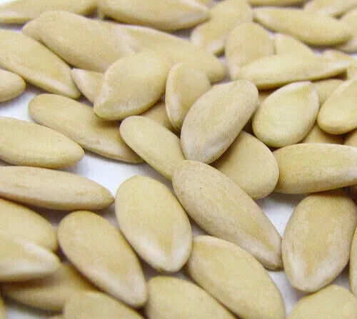 25+ --Hales Best --Heirloom Cantaloupe Seeds --Non-GMO -- Free Shipping USA - Picture 6 of 6