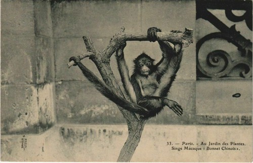CPA PARIS (5e) Au Jardin des Plantes - Singe Macaque Bonnet Chinois (133596)