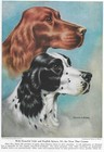 Irish and English Setter Head - Custom Matted - 1947 Vintage Color Dog Art Print