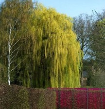 Trauerweide 100-125cm - Salix alba