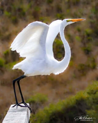 Great Egret Taking Flight by Joseph Fisher Art Print Wildlife Bird Nature 13x19