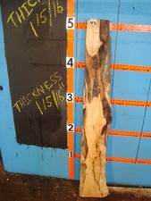 7572 hard maple maple Slab wood lumber 60"L 8"W 1 15/16"T