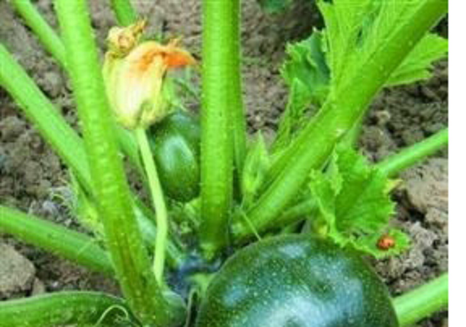 5 x Courgette MINI plug plants choice of variety pre order free