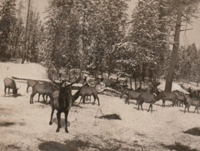 Elk Herd Enterprise Oregon Winter Snow Covered Wesley Andrews WACO RPPC Postcard