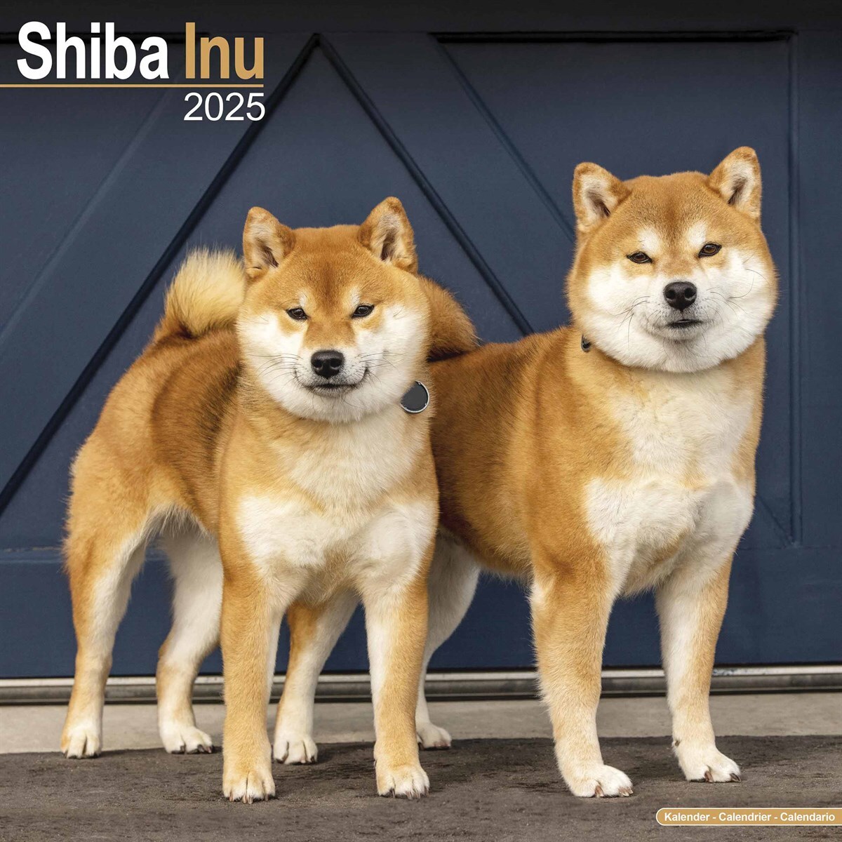 Shiba Inu Puppy Shiba Pedigree Pedigree Shiba Inu Young Japanese